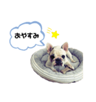 フレンチブルドッグ＊バニー③（個別スタンプ：3）