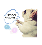 フレンチブルドッグ＊バニー③（個別スタンプ：4）