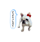 フレンチブルドッグ＊バニー③（個別スタンプ：5）