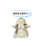 フレンチブルドッグ＊バニー③（個別スタンプ：6）