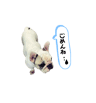フレンチブルドッグ＊バニー③（個別スタンプ：8）