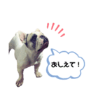 フレンチブルドッグ＊バニー③（個別スタンプ：11）