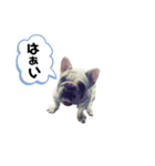 フレンチブルドッグ＊バニー③（個別スタンプ：12）
