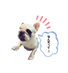 フレンチブルドッグ＊バニー③（個別スタンプ：14）