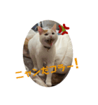 ててとぷう（個別スタンプ：6）