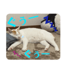 ててとぷう（個別スタンプ：11）