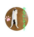 ててとぷう（個別スタンプ：13）