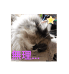 ふぅの助（個別スタンプ：6）