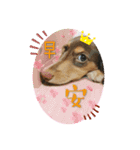 レイちゃん中国語版（個別スタンプ：1）