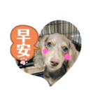 レイちゃん中国語版（個別スタンプ：2）
