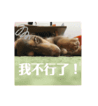 レイちゃん中国語版（個別スタンプ：10）