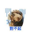 レイちゃん中国語版（個別スタンプ：12）