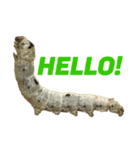 Everyday insects（個別スタンプ：1）