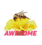 Everyday insects（個別スタンプ：2）