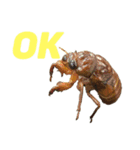 Everyday insects（個別スタンプ：4）