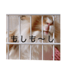 ふくさん、日常会話①（個別スタンプ：14）