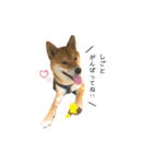 愛犬♡ワンちゃん2（個別スタンプ：1）