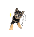 愛犬♡ワンちゃん2（個別スタンプ：2）