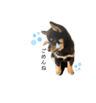 愛犬♡ワンちゃん2（個別スタンプ：3）