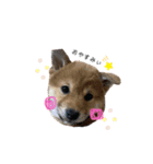 愛犬♡ワンちゃん2（個別スタンプ：5）