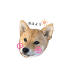 愛犬♡ワンちゃん2（個別スタンプ：6）