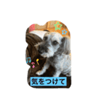 家族で使うびび（個別スタンプ：8）