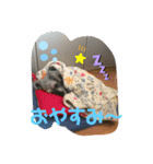 家族で使うびび（個別スタンプ：19）