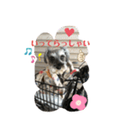 家族で使うびび（個別スタンプ：23）