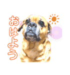 関西弁 ブサかわ犬ハラミちゃん（個別スタンプ：1）