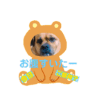関西弁 ブサかわ犬ハラミちゃん（個別スタンプ：3）
