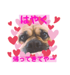 関西弁 ブサかわ犬ハラミちゃん（個別スタンプ：5）