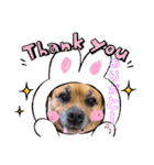 関西弁 ブサかわ犬ハラミちゃん（個別スタンプ：7）