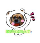 関西弁 ブサかわ犬ハラミちゃん（個別スタンプ：11）