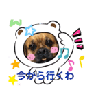 関西弁 ブサかわ犬ハラミちゃん（個別スタンプ：13）