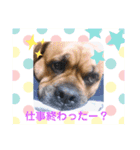 関西弁 ブサかわ犬ハラミちゃん（個別スタンプ：14）