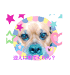 関西弁 ブサかわ犬ハラミちゃん（個別スタンプ：17）