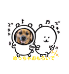 関西弁 ブサかわ犬ハラミちゃん（個別スタンプ：20）
