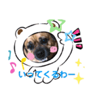 関西弁 ブサかわ犬ハラミちゃん（個別スタンプ：21）