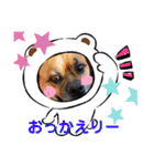 関西弁 ブサかわ犬ハラミちゃん（個別スタンプ：22）