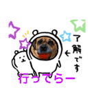 関西弁 ブサかわ犬ハラミちゃん（個別スタンプ：24）