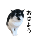 すみパン家のバットニャン（個別スタンプ：1）
