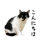 すみパン家のバットニャン（個別スタンプ：2）