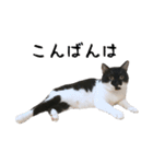 すみパン家のバットニャン（個別スタンプ：3）