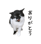 すみパン家のバットニャン（個別スタンプ：4）