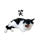すみパン家のバットニャン（個別スタンプ：8）