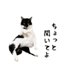 すみパン家のバットニャン（個別スタンプ：11）