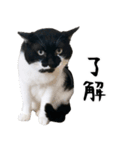 すみパン家のバットニャン（個別スタンプ：12）
