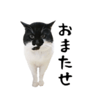 すみパン家のバットニャン（個別スタンプ：13）