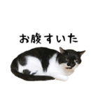 すみパン家のバットニャン（個別スタンプ：14）