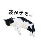 すみパン家のバットニャン（個別スタンプ：15）